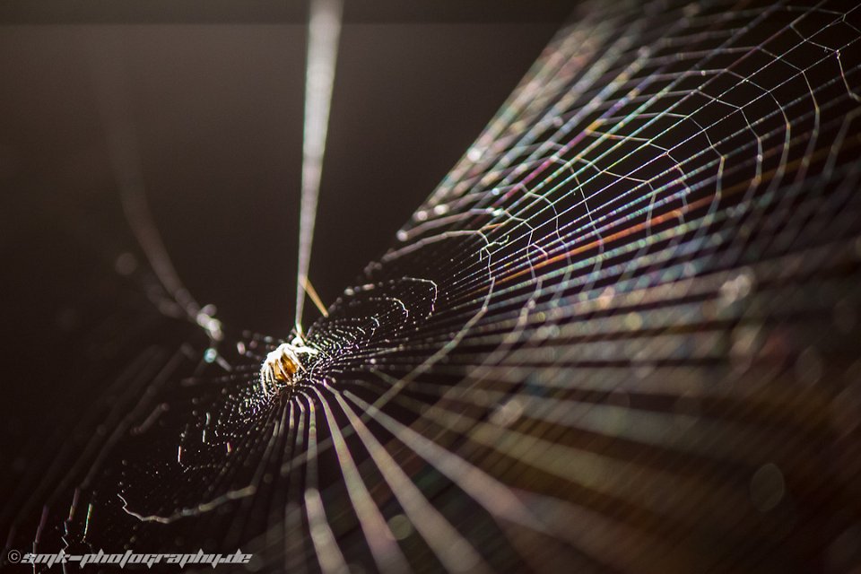spiderweb