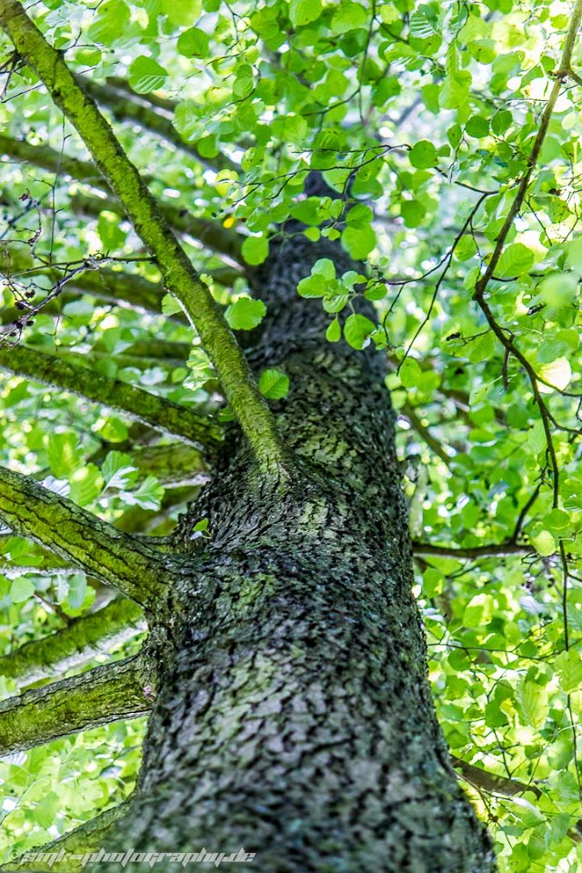 mossy tree