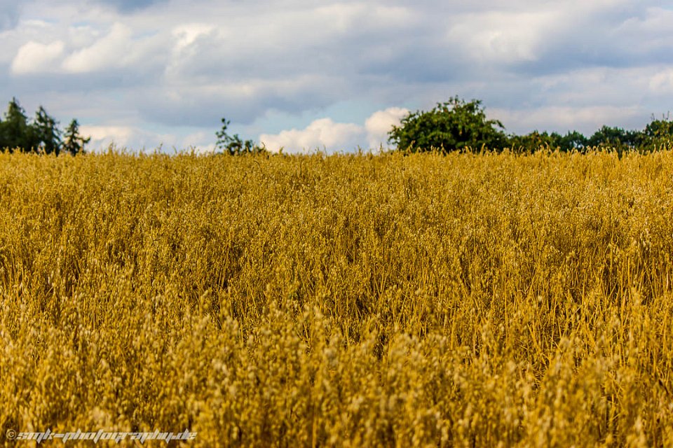 wheat
