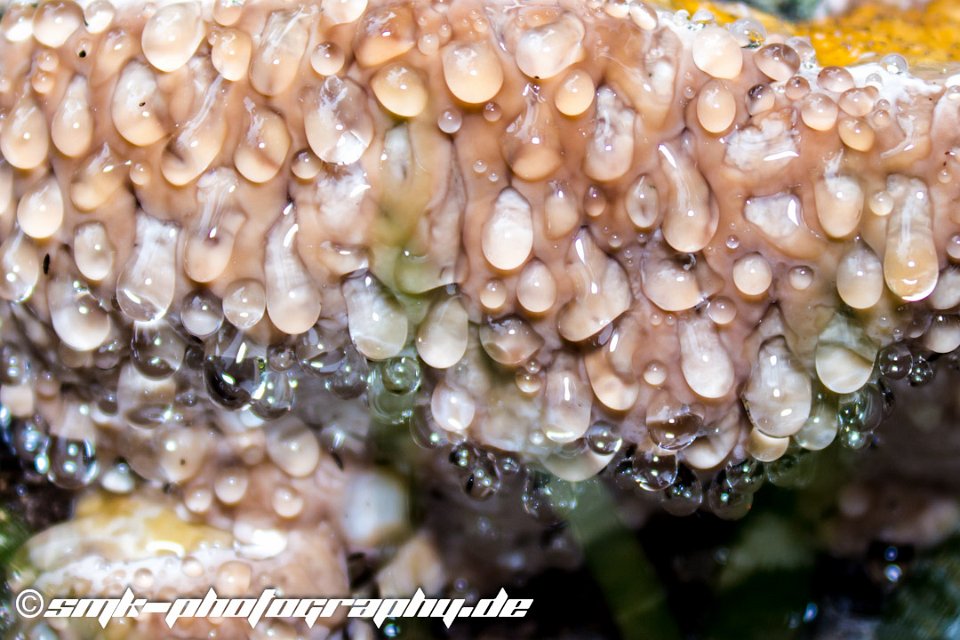 wet mushroom