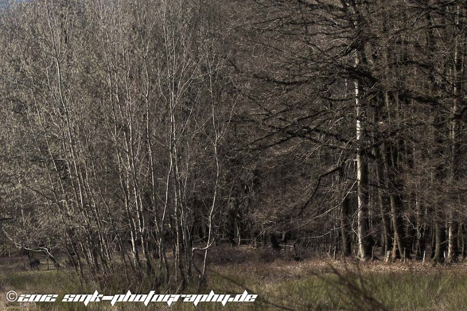 WoodHDR