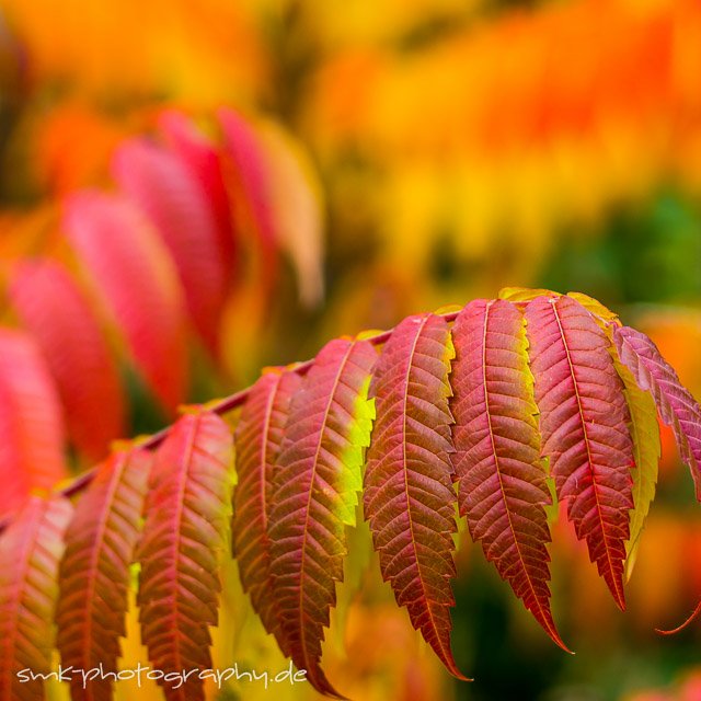 autumn colours