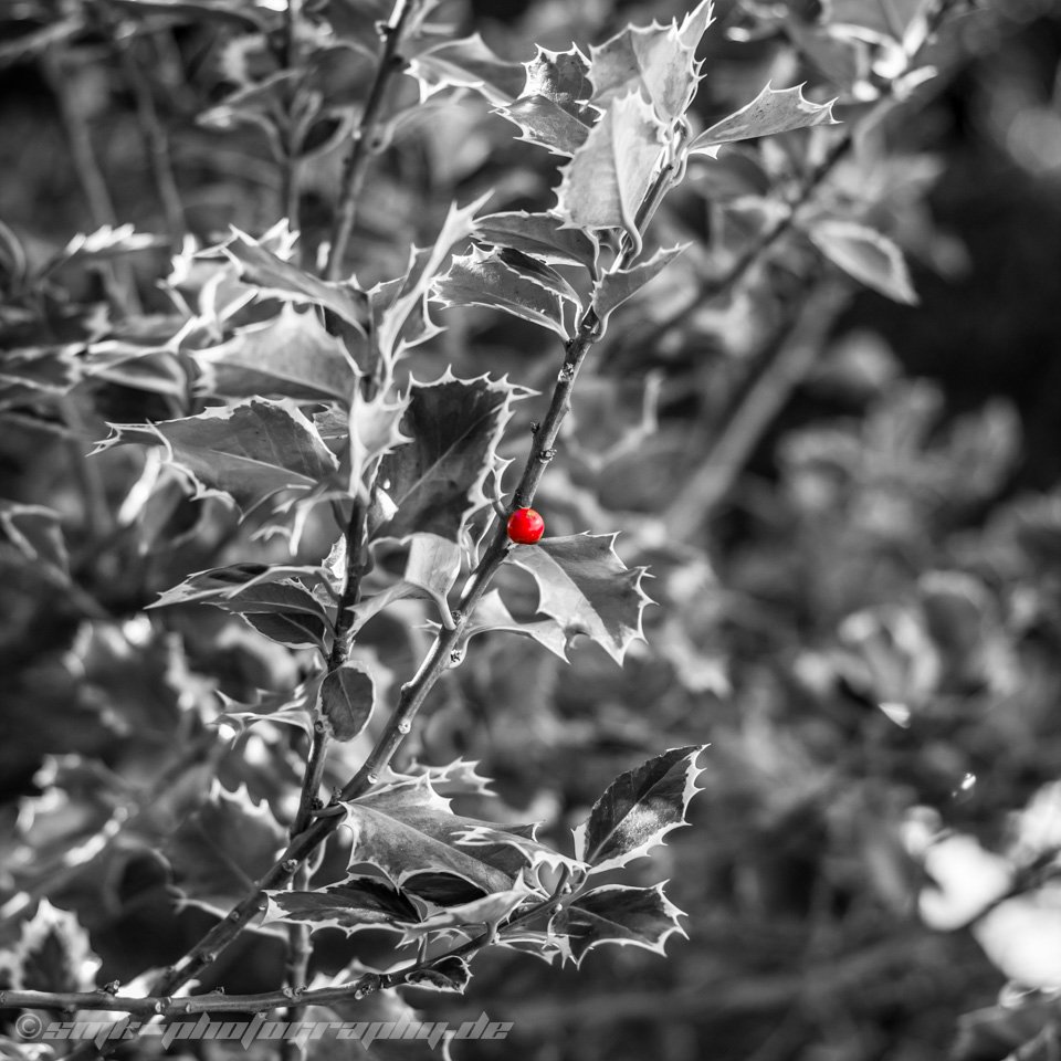 berry - www.smk-photography.de