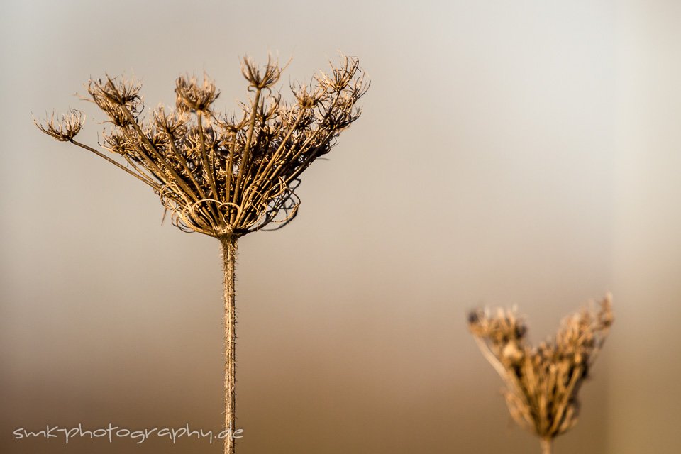 erlache, bensheim - www.smk-photography.de