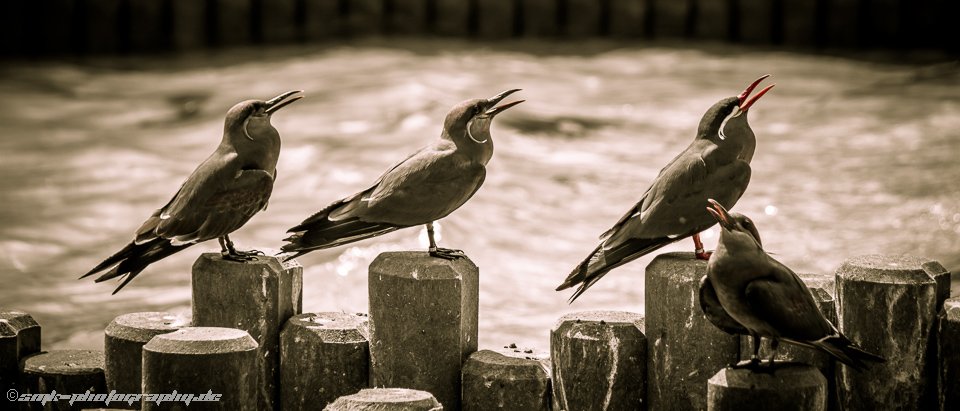 four-birds-smk-photography.de-3830