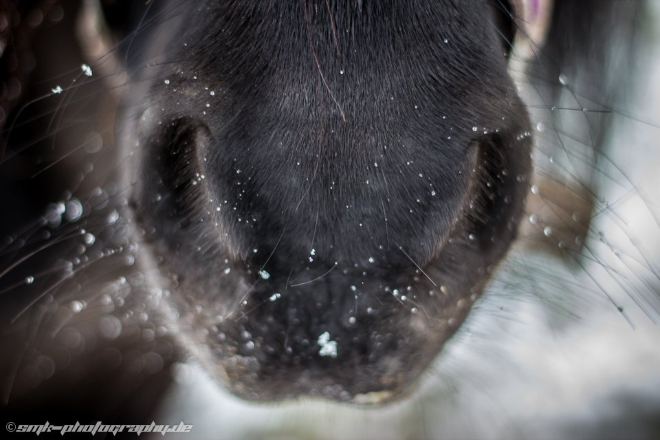 frozen nose