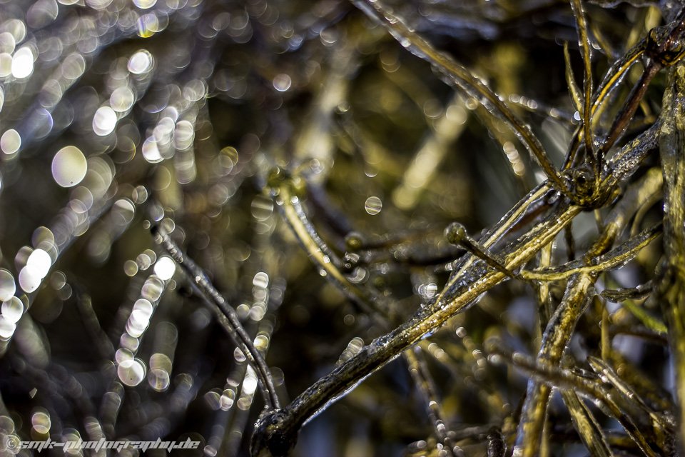 coated with ice