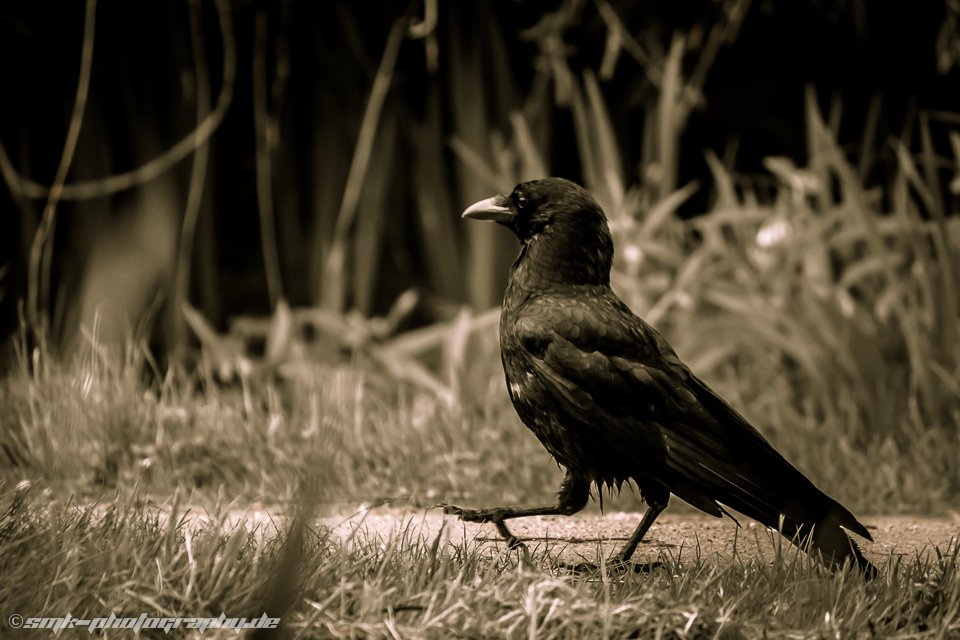 raven having a walk