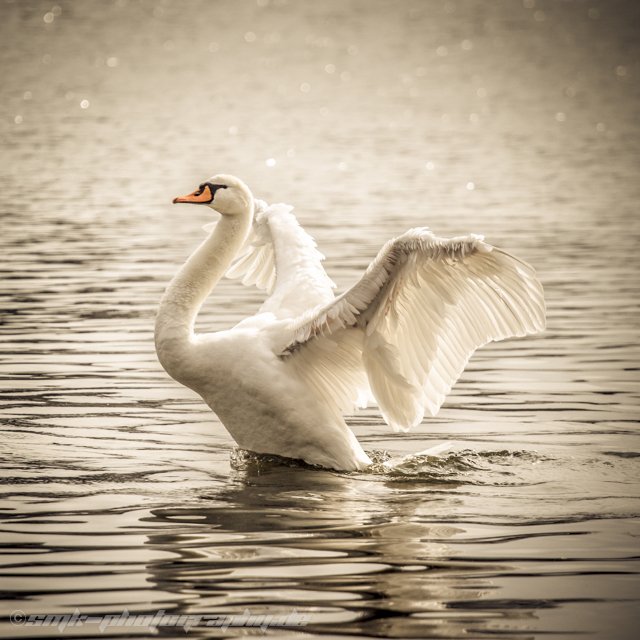 swan