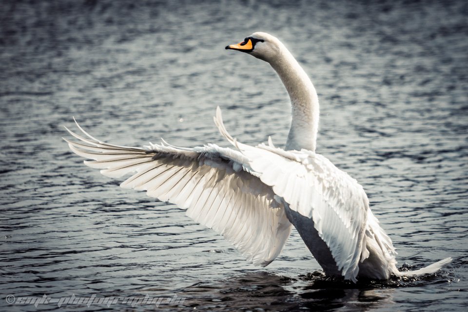 swan
