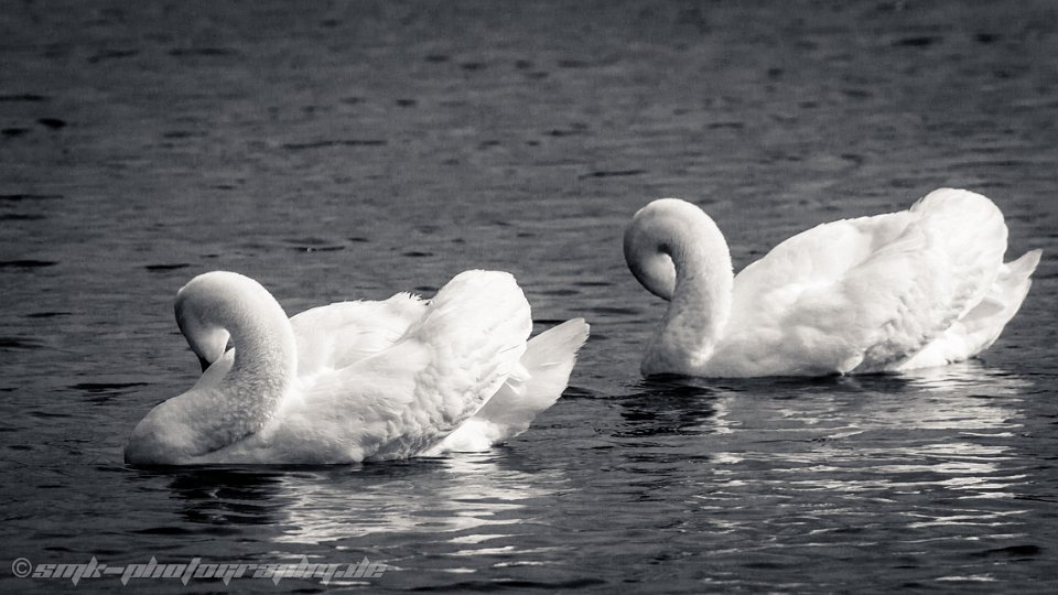 swan