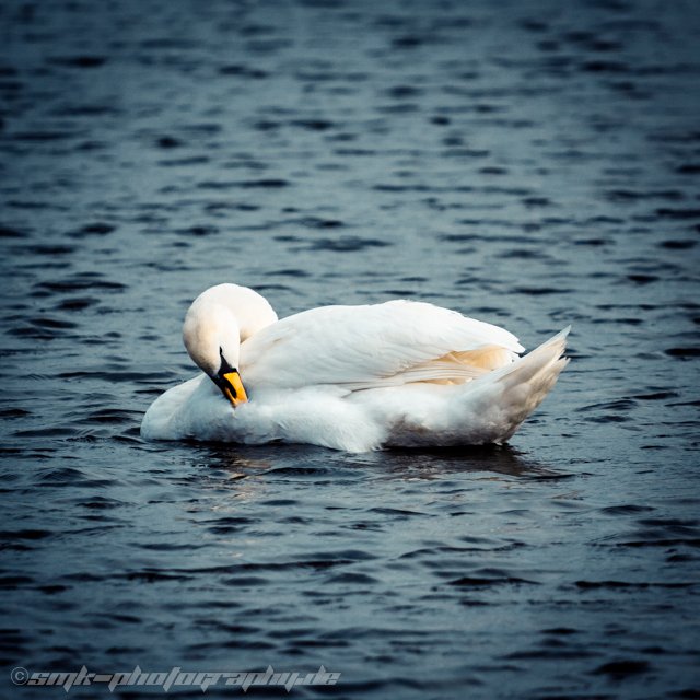 swan
