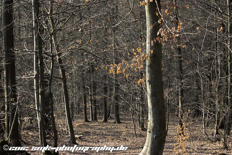 wood2HDR