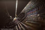 spiderweb