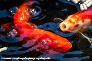 IMG 0719 : Action, Animal, Architecture, Automotive, Bild, Canon, Cars, DSLR, Fisch, Fish, Foto, Fotografie, Mode, Nature, Panorama, Photography, Sascha Kraeger, Shift, Street, Tilt, Wasser, Water, hdr, high dynamic range, landscape, motorsport, rallye, smk-photography.de, smk-photography.de www.smk-photography.de Sascha Kraeger Fotografie Photography Foto Bild DSLR Canon HDR High Dynamic Range Tilt Shift Action Landscape Nature Animal Architecture Street Mode Cars Motorsport Rallye Automotive Panorama Fish Water Wasser Fisch, www.smk-photography.de