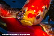 IMG 0720 : Action, Animal, Architecture, Automotive, Bild, Canon, Cars, DSLR, Fisch, Fish, Foto, Fotografie, Mode, Nature, Panorama, Photography, Sascha Kraeger, Shift, Street, Tilt, Wasser, Water, hdr, high dynamic range, landscape, motorsport, rallye, smk-photography.de, smk-photography.de www.smk-photography.de Sascha Kraeger Fotografie Photography Foto Bild DSLR Canon HDR High Dynamic Range Tilt Shift Action Landscape Nature Animal Architecture Street Mode Cars Motorsport Rallye Automotive Panorama Fish Water Wasser Fisch, www.smk-photography.de