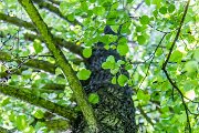 mossy tree