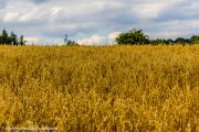 wheat