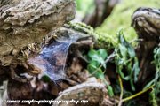 IMG 1649 : Action, Animal, Architecture, Automotive, Bild, Canon, Cars, DSLR, Fisch, Fish, Foto, Fotografie, Mode, Nature, Panorama, Photography, Sascha Kraeger, Shift, Street, Tilt, Wasser, Water, hdr, high dynamic range, landscape, motorsport, rallye, smk-photography.de, smk-photography.de www.smk-photography.de Sascha Kraeger Fotografie Photography Foto Bild DSLR Canon HDR High Dynamic Range Tilt Shift Action Landscape Nature Animal Architecture Street Mode Cars Motorsport Rallye Automotive Panorama Fish Water Wasser Fisch, www.smk-photography.de