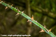 IMG 1653 : Action, Animal, Architecture, Automotive, Bild, Canon, Cars, DSLR, Fisch, Fish, Foto, Fotografie, Mode, Nature, Panorama, Photography, Sascha Kraeger, Shift, Street, Tilt, Wasser, Water, hdr, high dynamic range, landscape, motorsport, rallye, smk-photography.de, smk-photography.de www.smk-photography.de Sascha Kraeger Fotografie Photography Foto Bild DSLR Canon HDR High Dynamic Range Tilt Shift Action Landscape Nature Animal Architecture Street Mode Cars Motorsport Rallye Automotive Panorama Fish Water Wasser Fisch, www.smk-photography.de