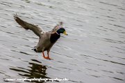IMG 1737 : Action, Animal, Architecture, Automotive, Bild, Canon, Cars, DSLR, Fisch, Fish, Foto, Fotografie, Mode, Nature, Panorama, Photography, Sascha Kraeger, Shift, Street, Tilt, Wasser, Water, hdr, high dynamic range, landscape, motorsport, rallye, smk-photography.de, smk-photography.de www.smk-photography.de Sascha Kraeger Fotografie Photography Foto Bild DSLR Canon HDR High Dynamic Range Tilt Shift Action Landscape Nature Animal Architecture Street Mode Cars Motorsport Rallye Automotive Panorama Fish Water Wasser Fisch, www.smk-photography.de