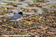 IMG 1757 : Action, Animal, Architecture, Automotive, Bild, Canon, Cars, DSLR, Fisch, Fish, Foto, Fotografie, Mode, Nature, Panorama, Photography, Sascha Kraeger, Shift, Street, Tilt, Wasser, Water, hdr, high dynamic range, landscape, motorsport, rallye, smk-photography.de, smk-photography.de www.smk-photography.de Sascha Kraeger Fotografie Photography Foto Bild DSLR Canon HDR High Dynamic Range Tilt Shift Action Landscape Nature Animal Architecture Street Mode Cars Motorsport Rallye Automotive Panorama Fish Water Wasser Fisch, www.smk-photography.de