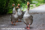 IMG 1766 : Action, Animal, Architecture, Automotive, Bild, Canon, Cars, DSLR, Fisch, Fish, Foto, Fotografie, Mode, Nature, Panorama, Photography, Sascha Kraeger, Shift, Street, Tilt, Wasser, Water, hdr, high dynamic range, landscape, motorsport, rallye, smk-photography.de, smk-photography.de www.smk-photography.de Sascha Kraeger Fotografie Photography Foto Bild DSLR Canon HDR High Dynamic Range Tilt Shift Action Landscape Nature Animal Architecture Street Mode Cars Motorsport Rallye Automotive Panorama Fish Water Wasser Fisch, www.smk-photography.de