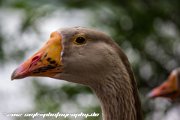 IMG 1769 : Action, Animal, Architecture, Automotive, Bild, Canon, Cars, DSLR, Fisch, Fish, Foto, Fotografie, Mode, Nature, Panorama, Photography, Sascha Kraeger, Shift, Street, Tilt, Wasser, Water, hdr, high dynamic range, landscape, motorsport, rallye, smk-photography.de, smk-photography.de www.smk-photography.de Sascha Kraeger Fotografie Photography Foto Bild DSLR Canon HDR High Dynamic Range Tilt Shift Action Landscape Nature Animal Architecture Street Mode Cars Motorsport Rallye Automotive Panorama Fish Water Wasser Fisch, www.smk-photography.de