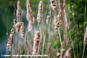IMG 1871 : Action, Animal, Architecture, Automotive, Bild, Canon, Cars, DSLR, Fisch, Fish, Foto, Fotografie, Mode, Nature, Panorama, Photography, Sascha Kraeger, Shift, Street, Tilt, Wasser, Water, hdr, high dynamic range, landscape, motorsport, rallye, smk-photography.de, smk-photography.de www.smk-photography.de Sascha Kraeger Fotografie Photography Foto Bild DSLR Canon HDR High Dynamic Range Tilt Shift Action Landscape Nature Animal Architecture Street Mode Cars Motorsport Rallye Automotive Panorama Fish Water Wasser Fisch, www.smk-photography.de