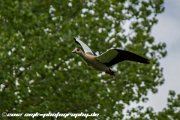 IMG 1900 : Action, Animal, Architecture, Automotive, Bild, Canon, Cars, DSLR, Fisch, Fish, Foto, Fotografie, Mode, Nature, Panorama, Photography, Sascha Kraeger, Shift, Street, Tilt, Wasser, Water, hdr, high dynamic range, landscape, motorsport, rallye, smk-photography.de, smk-photography.de www.smk-photography.de Sascha Kraeger Fotografie Photography Foto Bild DSLR Canon HDR High Dynamic Range Tilt Shift Action Landscape Nature Animal Architecture Street Mode Cars Motorsport Rallye Automotive Panorama Fish Water Wasser Fisch, www.smk-photography.de