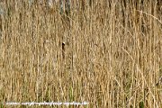 IMG 1910 : Action, Animal, Architecture, Automotive, Bild, Canon, Cars, DSLR, Fisch, Fish, Foto, Fotografie, Mode, Nature, Panorama, Photography, Sascha Kraeger, Shift, Street, Tilt, Wasser, Water, hdr, high dynamic range, landscape, motorsport, rallye, smk-photography.de, smk-photography.de www.smk-photography.de Sascha Kraeger Fotografie Photography Foto Bild DSLR Canon HDR High Dynamic Range Tilt Shift Action Landscape Nature Animal Architecture Street Mode Cars Motorsport Rallye Automotive Panorama Fish Water Wasser Fisch, www.smk-photography.de