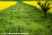 IMG 1929 : Action, Animal, Architecture, Automotive, Bild, Canon, Cars, DSLR, Fisch, Fish, Foto, Fotografie, Mode, Nature, Panorama, Photography, Sascha Kraeger, Shift, Street, Tilt, Wasser, Water, hdr, high dynamic range, landscape, motorsport, rallye, smk-photography.de, smk-photography.de www.smk-photography.de Sascha Kraeger Fotografie Photography Foto Bild DSLR Canon HDR High Dynamic Range Tilt Shift Action Landscape Nature Animal Architecture Street Mode Cars Motorsport Rallye Automotive Panorama Fish Water Wasser Fisch, www.smk-photography.de