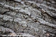 IMG 1936 : Action, Animal, Architecture, Automotive, Bild, Canon, Cars, DSLR, Fisch, Fish, Foto, Fotografie, Mode, Nature, Panorama, Photography, Sascha Kraeger, Shift, Street, Tilt, Wasser, Water, hdr, high dynamic range, landscape, motorsport, rallye, smk-photography.de, smk-photography.de www.smk-photography.de Sascha Kraeger Fotografie Photography Foto Bild DSLR Canon HDR High Dynamic Range Tilt Shift Action Landscape Nature Animal Architecture Street Mode Cars Motorsport Rallye Automotive Panorama Fish Water Wasser Fisch, www.smk-photography.de