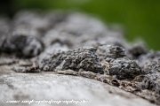 IMG 1937 : Action, Animal, Architecture, Automotive, Bild, Canon, Cars, DSLR, Fisch, Fish, Foto, Fotografie, Mode, Nature, Panorama, Photography, Sascha Kraeger, Shift, Street, Tilt, Wasser, Water, hdr, high dynamic range, landscape, motorsport, rallye, smk-photography.de, smk-photography.de www.smk-photography.de Sascha Kraeger Fotografie Photography Foto Bild DSLR Canon HDR High Dynamic Range Tilt Shift Action Landscape Nature Animal Architecture Street Mode Cars Motorsport Rallye Automotive Panorama Fish Water Wasser Fisch, www.smk-photography.de