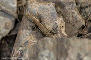 lizard