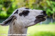 IMG 2328