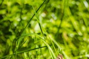 IMG 3106
