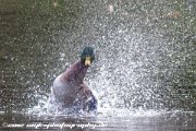 IMG 4060 : Action, Animal, Architecture, Automotive, Bild, Canon, Cars, DSLR, Fisch, Fish, Foto, Fotografie, Mode, Nature, Panorama, Photography, Sascha Kraeger, Shift, Street, Tilt, Wasser, Water, hdr, high dynamic range, landscape, motorsport, rallye, smk-photography.de, smk-photography.de www.smk-photography.de Sascha Kraeger Fotografie Photography Foto Bild DSLR Canon HDR High Dynamic Range Tilt Shift Action Landscape Nature Animal Architecture Street Mode Cars Motorsport Rallye Automotive Panorama Fish Water Wasser Fisch, www.smk-photography.de