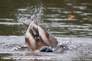 IMG 4108 : Action, Animal, Architecture, Automotive, Bild, Canon, Cars, DSLR, Fisch, Fish, Foto, Fotografie, Mode, Nature, Panorama, Photography, Sascha Kraeger, Shift, Street, Tilt, Wasser, Water, hdr, high dynamic range, landscape, motorsport, rallye, smk-photography.de, smk-photography.de www.smk-photography.de Sascha Kraeger Fotografie Photography Foto Bild DSLR Canon HDR High Dynamic Range Tilt Shift Action Landscape Nature Animal Architecture Street Mode Cars Motorsport Rallye Automotive Panorama Fish Water Wasser Fisch, www.smk-photography.de