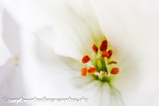 IMG 6934
