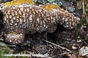 wet mushroom