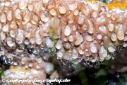 wet mushroom