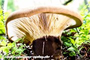 IMG 7187  mushroom