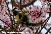 IMG 9539 : Action, Animal, Architecture, Automotive, Bild, Canon, Cars, DSLR, Fisch, Fish, Foto, Fotografie, Mode, Nature, Panorama, Photography, Sascha Kraeger, Shift, Street, Tilt, Wasser, Water, hdr, high dynamic range, landscape, motorsport, rallye, smk-photography.de, smk-photography.de www.smk-photography.de Sascha Kraeger Fotografie Photography Foto Bild DSLR Canon HDR High Dynamic Range Tilt Shift Action Landscape Nature Animal Architecture Street Mode Cars Motorsport Rallye Automotive Panorama Fish Water Wasser Fisch, www.smk-photography.de