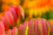 autumn colours