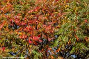 autumn-leaves-smk-photography.de-3885.jpg
