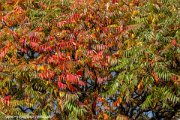autumn : Bild, Photography, hdr, rallye, www.smk-photography.de
