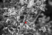 berry - www.smk-photography.de