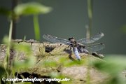 dragonfly-IMG 7285-2