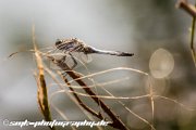 dragonfly-IMG 7306